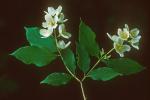 Philadelphus pubescens Loisel.