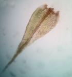 Philonotis fontana (Hedw.) Brid. var. fontana