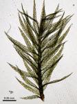 Philonotis longiseta (Michx.) E. Britton