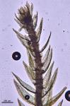 Philonotis uncinata (Schwagr.) Bridel