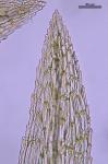 Philonotis uncinata (Schwagr.) Bridel