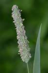 Phleum pratense L.