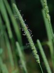 Phleum pratense L.