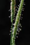 Phleum pratense L.