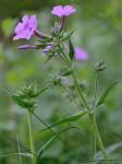Phlox buckleyi Wherry