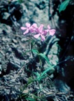 Phlox buckleyi Wherry