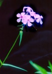 Phlox buckleyi Wherry