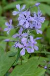Phlox divaricata L.