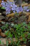 Phlox divaricata L.