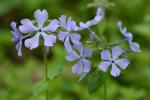 Phlox divaricata L.