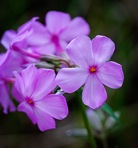 Phlox ovata L.