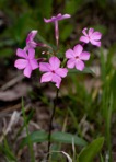 Phlox ovata L.