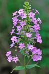 Phlox maculata L.