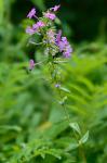 Phlox maculata L.