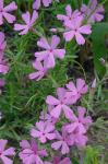 Phlox nivalis Lodd. ex Sweet ssp. hentzii (Nutt.) Wherry