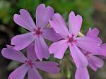 Phlox nivalis Lodd. ex Sweet ssp. hentzii (Nutt.) Wherry