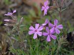 Phlox nivalis Lodd. ex Sweet ssp. hentzii (Nutt.) Wherry