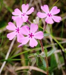 Phlox nivalis Lodd. ex Sweet ssp. hentzii (Nutt.) Wherry