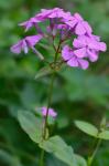 Phlox ovata L.