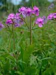 Phlox ovata L.
