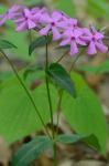 Phlox ovata L.