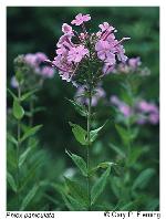 Phlox paniculata L.
