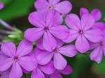 Phlox paniculata L.