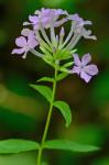 Phlox paniculata L.