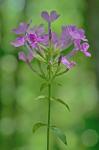 Phlox paniculata L.