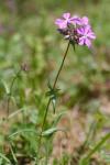 Phlox pilosa L. ssp. pilosa