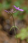 Phlox pilosa L. ssp. pilosa