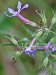 Phlox pilosa L. ssp. pilosa