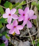 Phlox stolonifera Sims