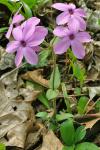 Phlox stolonifera Sims