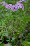 Phlox stolonifera Sims