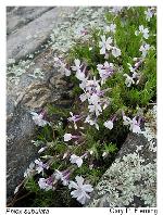 Phlox subulata L.
