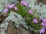 Phlox subulata L.