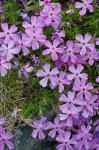 Phlox subulata L.