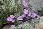 Phlox subulata L.