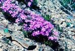 Phlox subulata L.