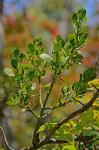 Phoradendron leucarpum (Raf.) Reveal & M.C. Johnston ssp. leucarpum