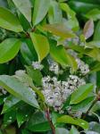 Photinia serratifolia (Desf.) Kalkm.