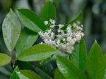 Photinia serratifolia (Desf.) Kalkm.