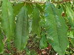 Photinia serratifolia (Desf.) Kalkm.