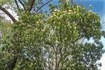 Photinia serratifolia (Desf.) Kalkm.