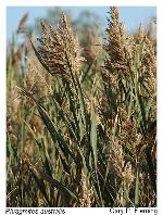 Phragmites australis (Cav.) Trin. ex Steud.
