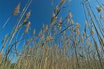 Phragmites australis (Cav.) Trin. ex Steud.