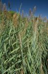 Phragmites australis (Cav.) Trin. ex Steud.