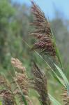 Phragmites australis (Cav.) Trin. ex Steud.