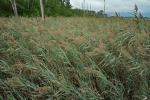 Phragmites australis (Cav.) Trin. ex Steud.
